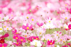 10月花
