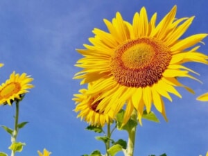 7月 みずぐち
